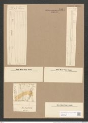 Synedra affinis var. tabulata (Ag.) V. H. (de-Toni-Nr.: Genus 66, Species 2607) Zeichnungen Sammlung Grunow Nr. 5344 (NHMW-BOT-W0373748)